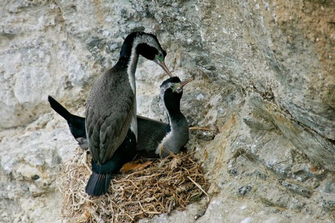 Spotted Shag (Phalacrocorax punctatus) pair at nest, South Island, New Zealand