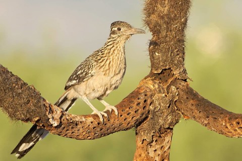 Greater Roadrunner (Geococcyx californianus), Arizona, USA