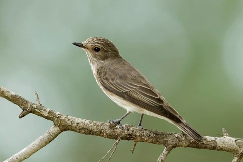 Grauwe vliegenvanger, Spotted flycatcher, Muscicapa striata