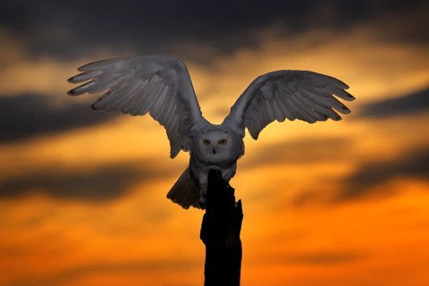 Beautiful sunset sky with flying owl. Snowy owl, Nyctea scandiaca, rare bird sitting on the tree