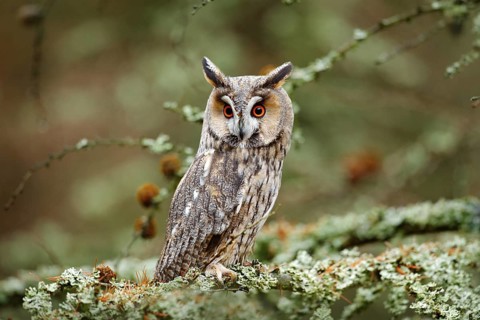 Owl in nature wood nature habitat. Bird sitting on the tree, long ears. Owl hunting. Green lichen