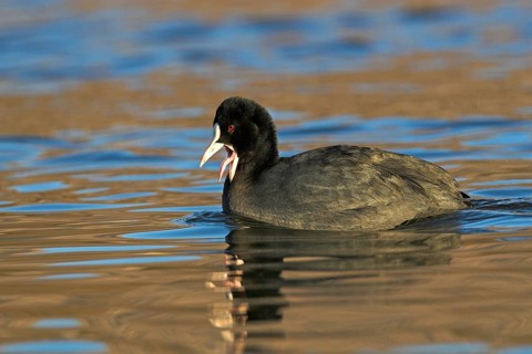 Eurasian Coot (Fulica atra), Madrid, Spain