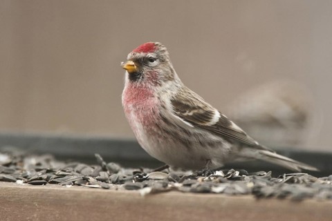 Common Redpoll (Acanthis flammea) male, St. Gallen, Switzerland
