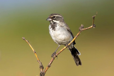 Black-throated Sparrow Amphispiza bilineata Amado, Santa Cruz County, Arizona, United States 7