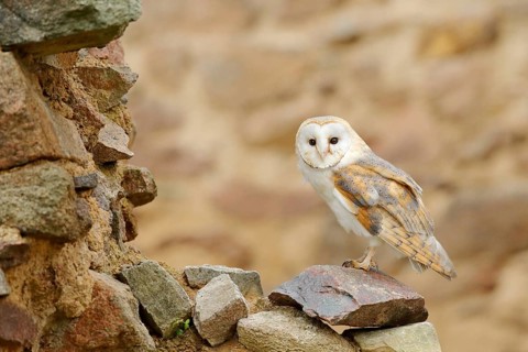 Barn owl, Tyto alba, with nice wings, landing on stone wall, light bird flying in the old castle,