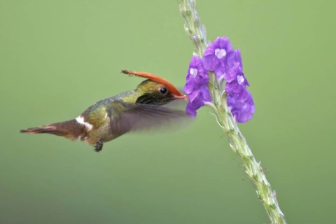 Rufous-crested Coquette (Lophornis delattrei), Manu National Park, Peru