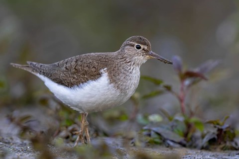 Common Sandpiper (Actitis hypoleucos), North Rhine-Westphalia, Germany