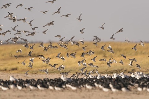 Red Knot (Calidris canutus) flying, Schleswig-Holstein, Germany