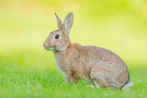 Wildkaninchen, Oryctolagus cuniculus European rabbit, Oryctolagus cuniculus