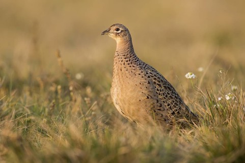 Common Pheasant (Phasianus colchicus) female, Kutno, Poland