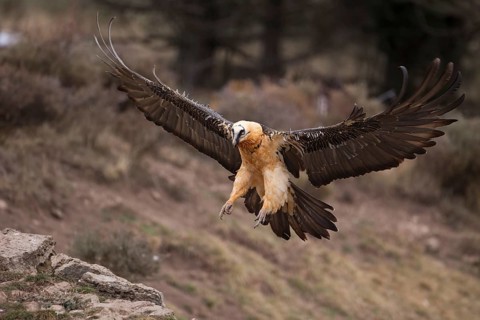 Bearded Vulture (Gypaetus barbatus) flying, Pyrenees, Spain