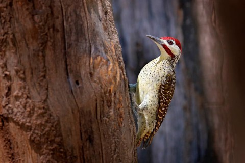 Campethera scriptoricauda, Speckle-throated woodpecker, on tree trunk, nature habitat. Wildlife