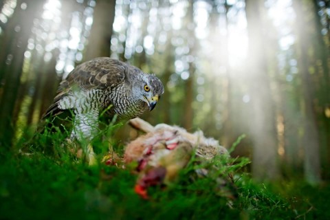 Goshawk, Accipiter gentilis, feeding on killed hare in the forest. Bird of Prey with fur catch in