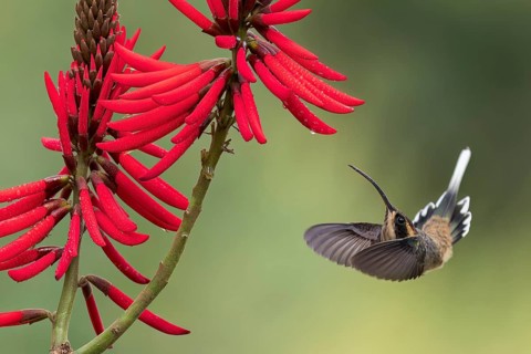 Scale-throated Hermit (Phaethornis eurynome) feeding at a flower in the Atlantic Rainforest of