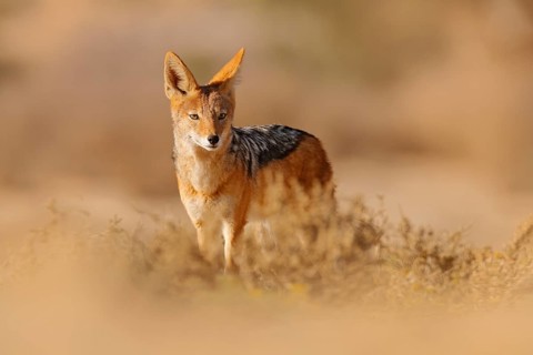 Jackal and evening sunlight. Black-Backed Jackal, Canis mesomelas mesomelas, portrait of animal