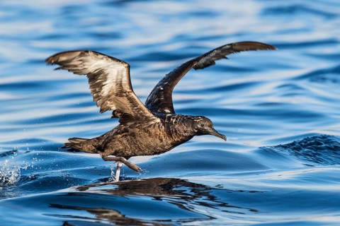 Sooty Shearwater (Ardenna grisea) flying, Eilat, Israel