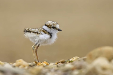 Little Ringed Plover (Charadrius dubius) chick, North Rhine-Westphalia, Germany