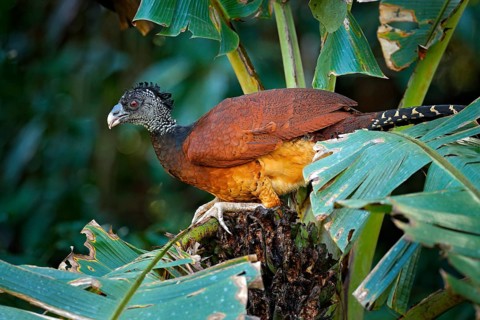 Big bird Great curassow, Crax rubra, in the nature forest habitat, animal sitting on the palm leave