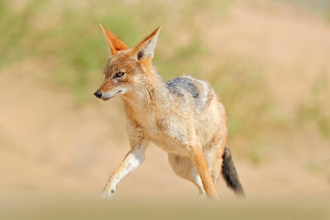 Jackal running on the sand dune in the Namib desert. Hot day in sand, animal from Namibia, Africa,
