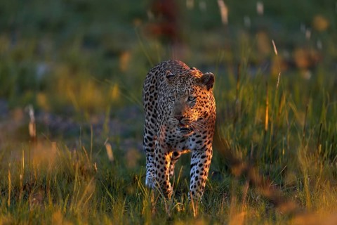 Leopard, Panthera pardus shortidgei, nature habitat, big wild cat in the nature habitat, sunny day