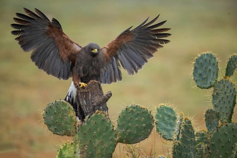 Harris's Hawk (Parabuteo unicinctus) perched on a stump, Texas, USA