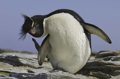 Southern Rockhopper Penguin (Eudyptes chrysocome), Falkland Islands