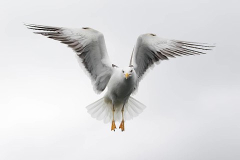 Heringsmöwe; lat. Larus fuscus; im Flug auf der Stelle frontal vor hellem Himmel; Romsdalfjord