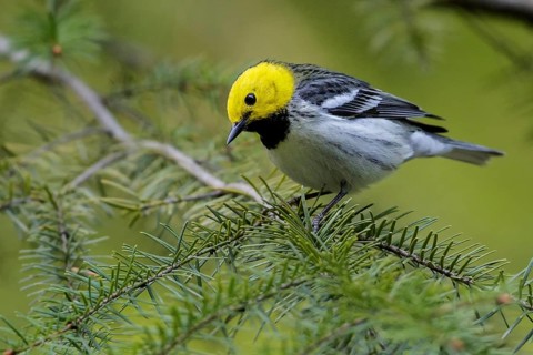 Hermit Warbler (Setophaga occidentalis) perched on a branch in Washington State, USA