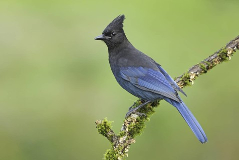 Steller's Jay (Cyanocitta stelleri), British Columbia, Canada