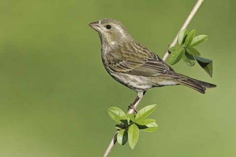 Purple Finch (Haemorhous purpureus) female, British Columbia, Canada