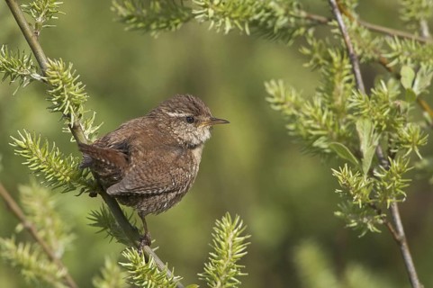 Eurasian Wren (Troglodytes troglodytes), Schleswig-Holstein, Germany