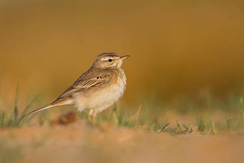 Tawny Pipit - Brachpieper - Anthus campestris, Oman