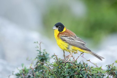 Black-headed Bunting - Kappenammer - Emberiza melanocephala, Croatia, adult male