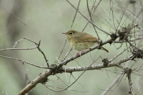 Siberian Blue Robin (Larvivora cyane cyane) young female perched on a branch, Dornod Province,