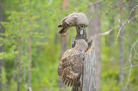 Great Grey Owl (Strix nebulosa) male landing on nest with mouse prey in beak, Suomussalmi, Finland