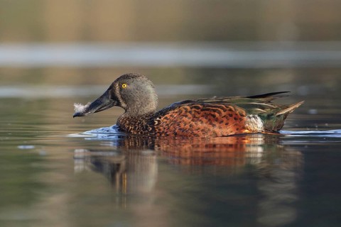 Australasian Shoveler (Spatula rhynchotis) male, Victoria, Australia