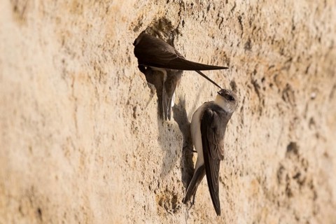 Sand Martin (Riparia riparia) building nest hole, North Rhine-Westphalia, Germany