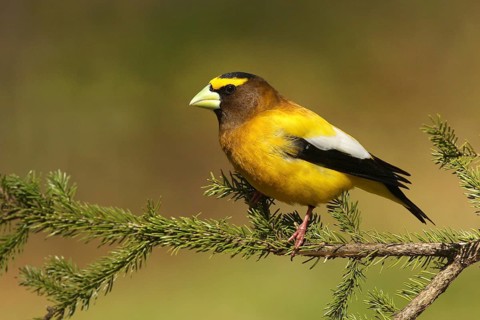 Evening Grosbeak (Hesperiphona vespertina), Michigan, USA