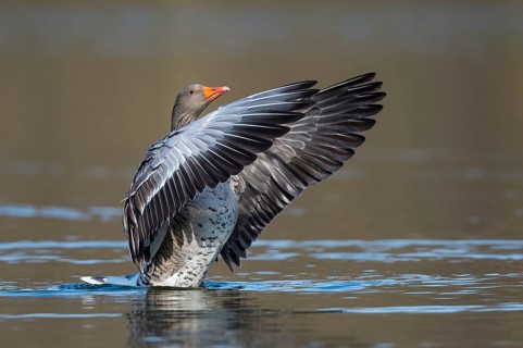 Greylag Goose (Anser anser) flapping wings, Lower Saxony, Germany
