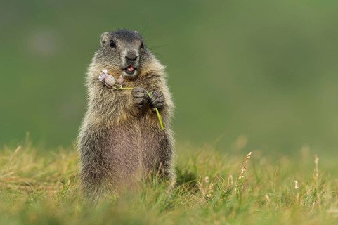 Alpine Marmot (Marmota marmota) juvenile foraging, High Tauern National Park, Carinthia, Austria