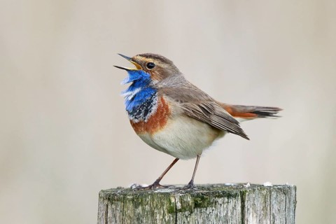 Bluethroat (Luscinia svecica cyanecula) male singing from pale, Netherlands