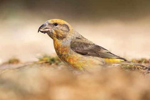 Red Crossbill (Loxia curvirostra) male perched on the ground, Aragon, Spain