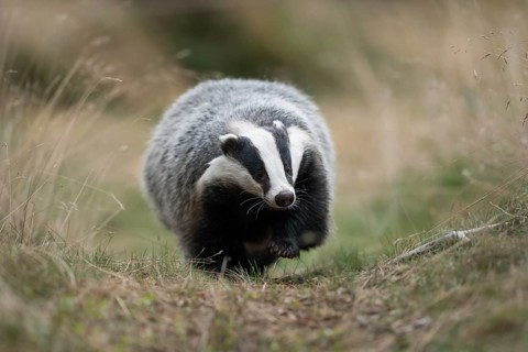 European badger (Meles meles) adult running on trail, North Rhine-Westphalia, Germany