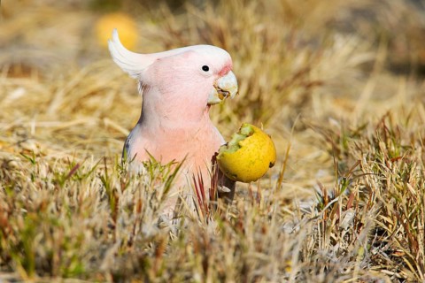 Major Mitchell's Cockatoo (Lophochroa leadbeateri) feeding on a Paddy melon (Cucumis myriocarpus),