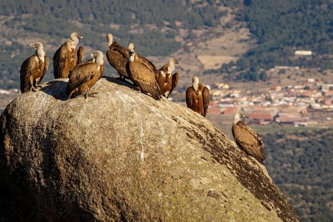Griffon Vulture (Gyps fulvus) on rocks, Castile and Leon, Spain