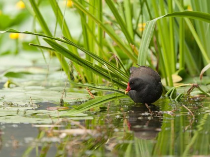 Common Moorhen (Gallinula chloropus) foraging, Hamburg, Germany