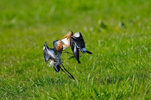 Uferschnepfe (Limosa limosa), Black-tailed Godwit, kaempfende Altvoegel, Mai, Nijkerk, Gelderland,