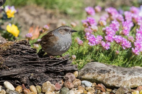Dunnock (Prunella modularis), Mecklenburg-Western Pomerania, Germany