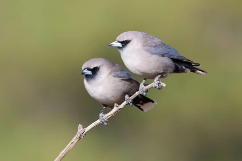 Black-faced Woodswallow (Artamus cinereus) pair perched on a branch, Queensland, Australia
