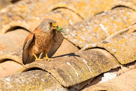Lesser Kestrel (Falco naumanni) male on a roof, Castile-La Mancha, Spain